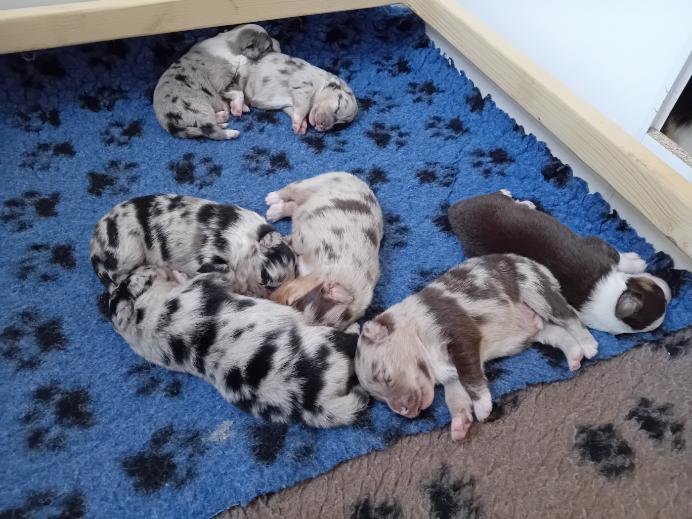 Chiot Berger Australien Du Domaine Saint Nicolas