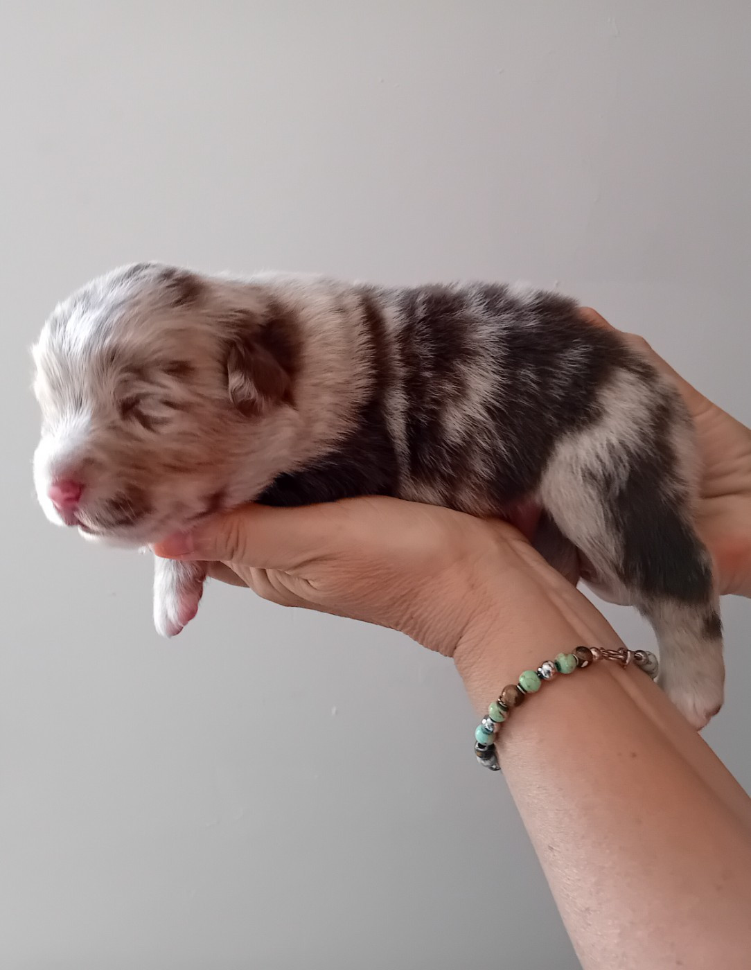 Du Domaine Saint Nicolas - Chiots disponibles - Berger Australien