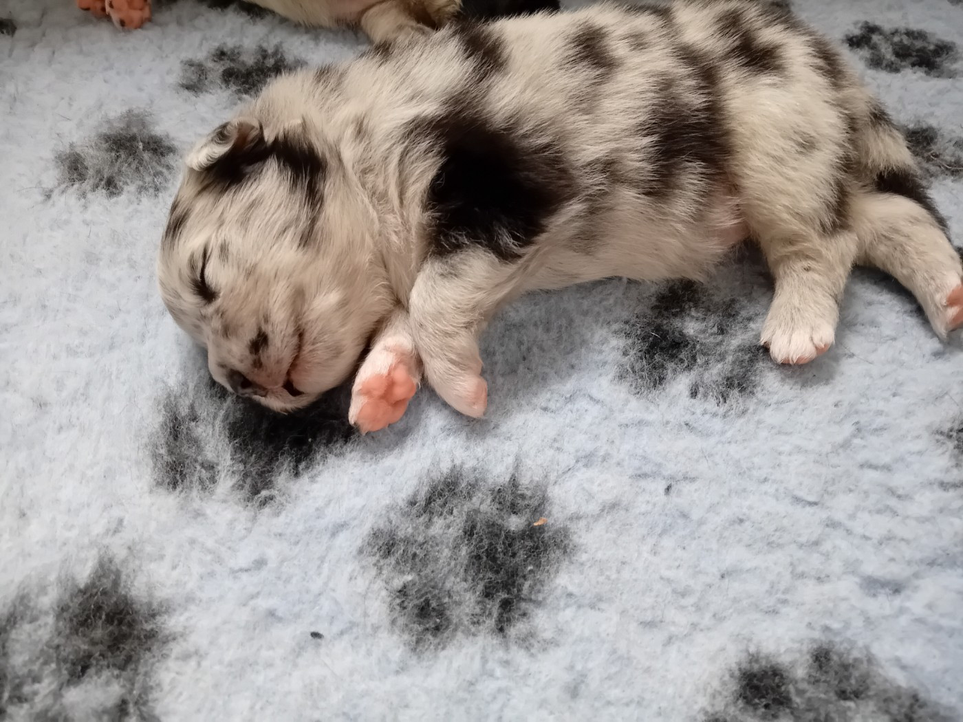 Du Domaine Saint Nicolas - Chiots disponibles - Berger Australien
