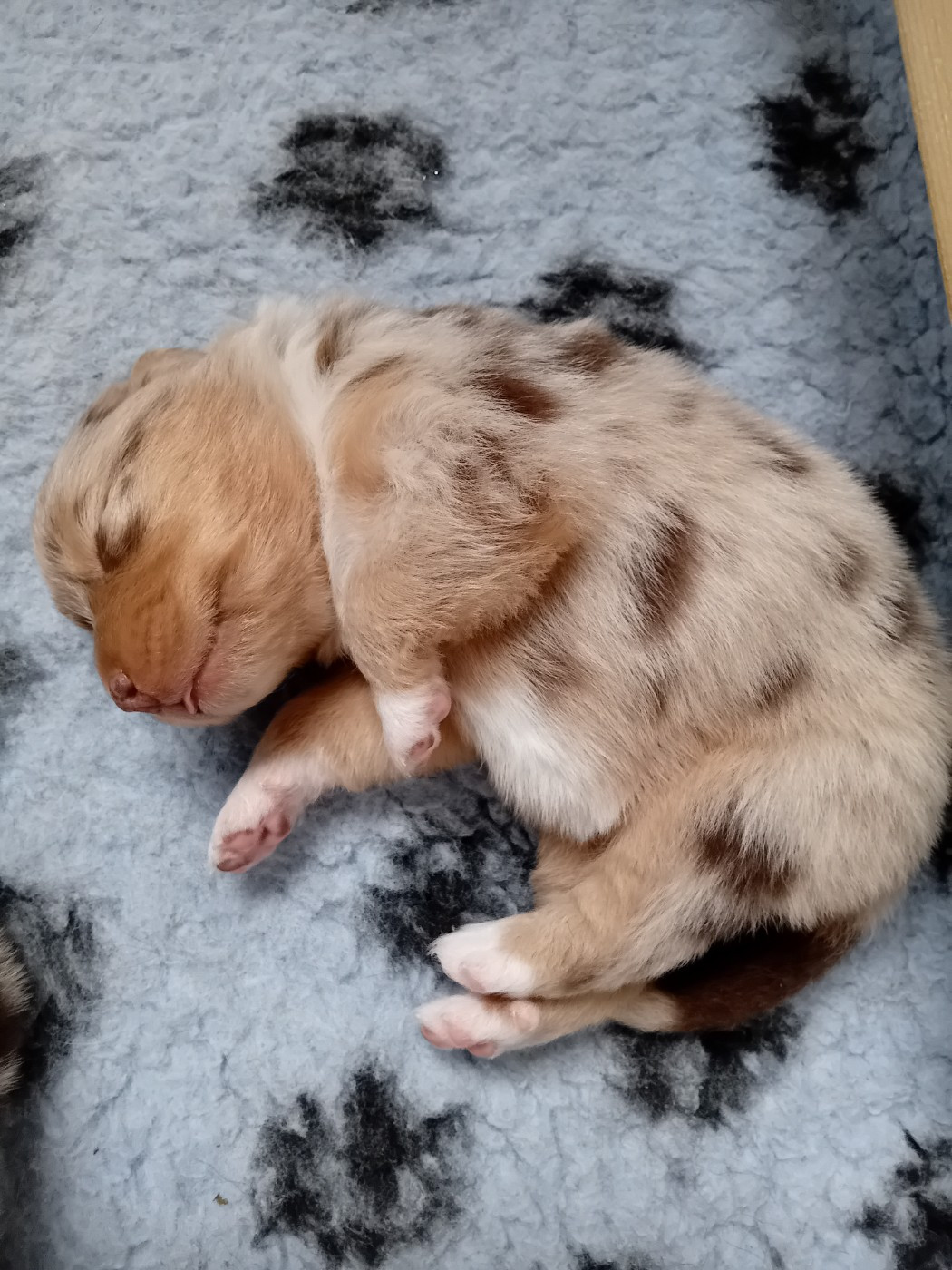 Du Domaine Saint Nicolas - Chiots disponibles - Berger Australien