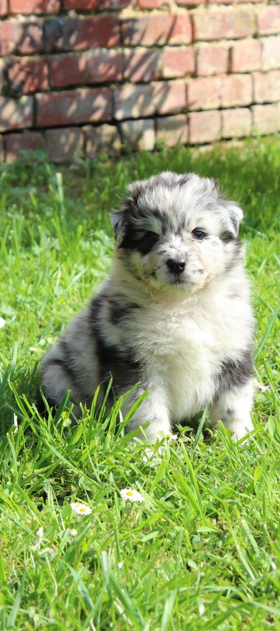 Du Domaine Saint Nicolas - Chiots disponibles - Berger Australien